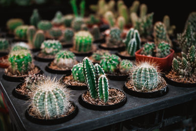 Close-up of succulent plants in pot