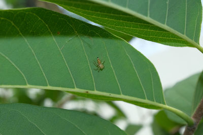 Close-up of insect on leaf