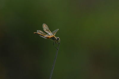 Close-up of insect on leaf