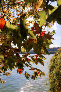 Low angle view of flowering plant on tree during autumn