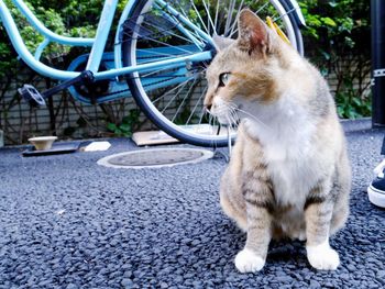 Cat sitting in a car