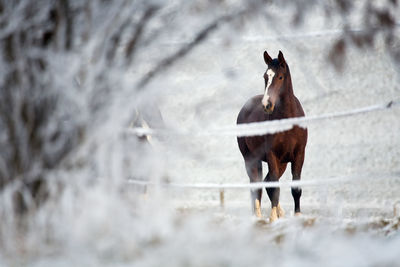 Horse behind a fence in a winter landscape