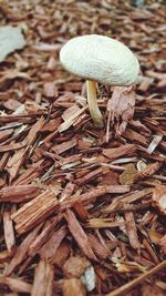 Close-up of mushrooms growing in field