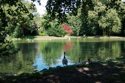 Ducks floating on a lake