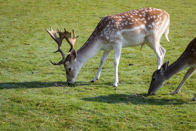 Deer grazing on field