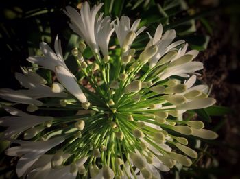 Close-up of flowers