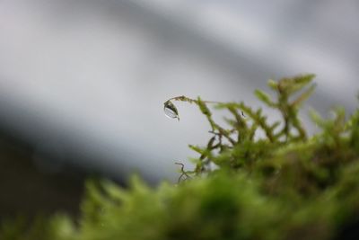 Close-up of insect on plant