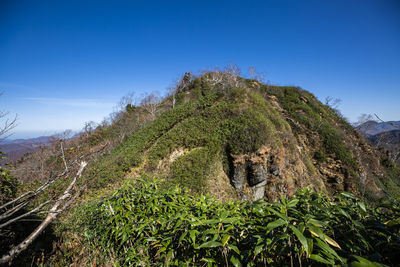 Plants growing on land against sky