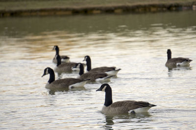 Birds in calm water