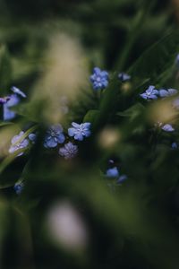 Close-up of purple flowers