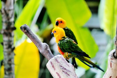 Close-up of parrot perching on yellow tree