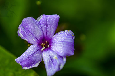 Close-up of wet purple flower