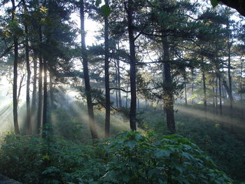 Trees in forest