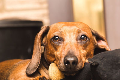 Close-up portrait of dog