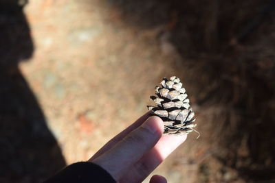 Close-up of hand holding pine cone