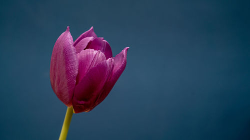 Close-up of pink lotus water lily