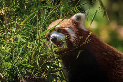 Close-up of red panda