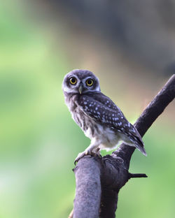 Close-up of owl perching on branch