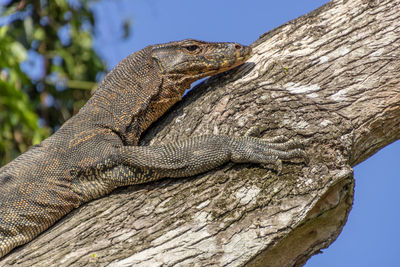 Close-up of lizard on tree trunk