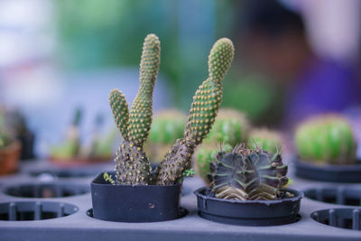 Close-up of succulent plant