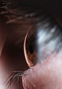 Close-up of human eye