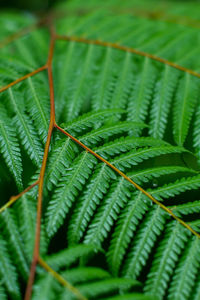 Close-up of fern