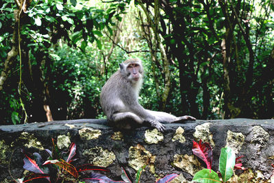 Monkey sitting on rock