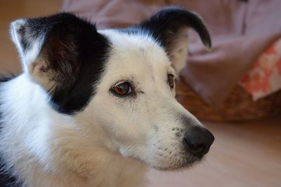 Close-up portrait of dog