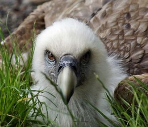 Close-up of a bird