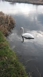 Bird flying over lake