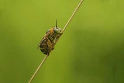 Close-up of insect on leaf