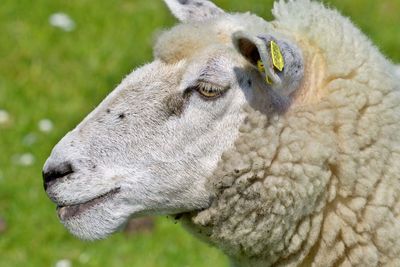 Close-up of a sheep