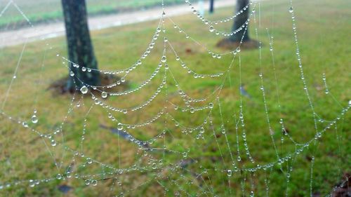 Close-up of spider on web