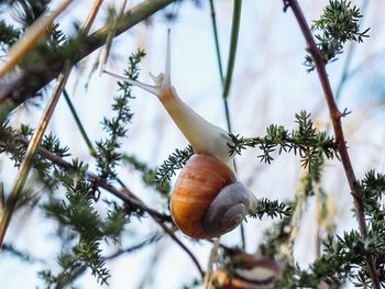 Low angle view of shell on tree