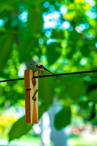 Close-up of bird on wooden post