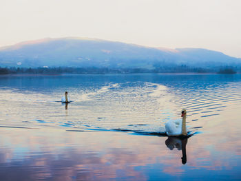 View of swan in lake against sky