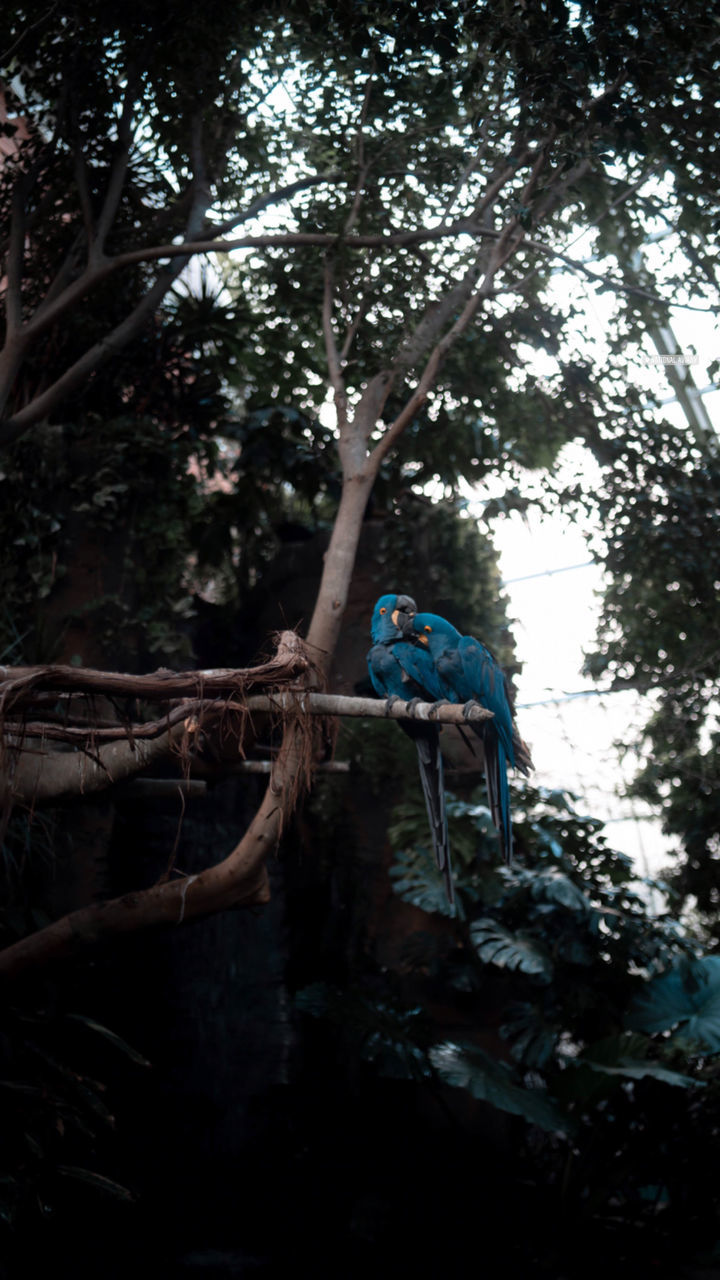 LOW ANGLE VIEW OF A BIRD PERCHING ON TREE IN FOREST