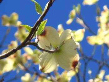 Low angle view of flowers blooming on tree