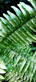 Full frame shot of succulent plant