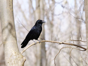 Bird perching on a tree