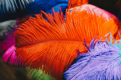 Close-up of orange feathers
