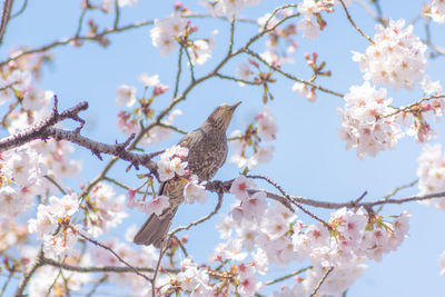 Low angle view of bird on cherry blossom tree
