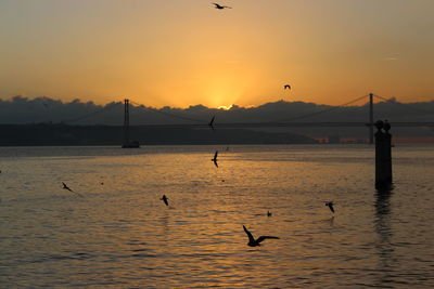 Silhouette birds on sea against sky during sunset