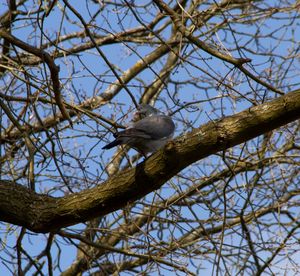 Low angle view of bird perching on tree