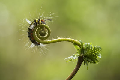Close-up of green plant