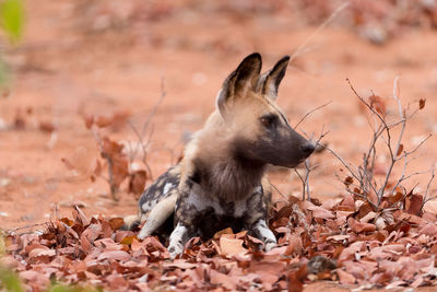 View of an animal on dry land