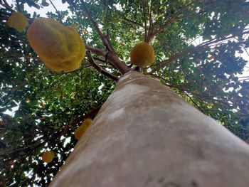 Low angle view of fruits on tree