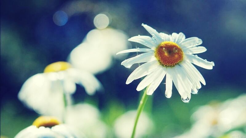 flower, petal, fragility, freshness, flower head, focus on foreground, close-up, growth, beauty in nature, pollen, white color, blooming, nature, plant, daisy, single flower, in bloom, selective focus, stem, outdoors