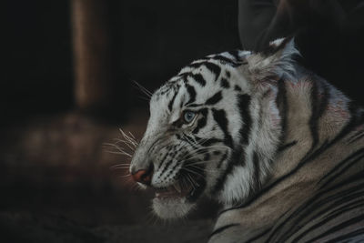 Close-up of tiger