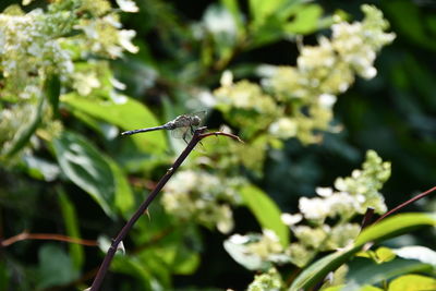 Close-up of insect on plant